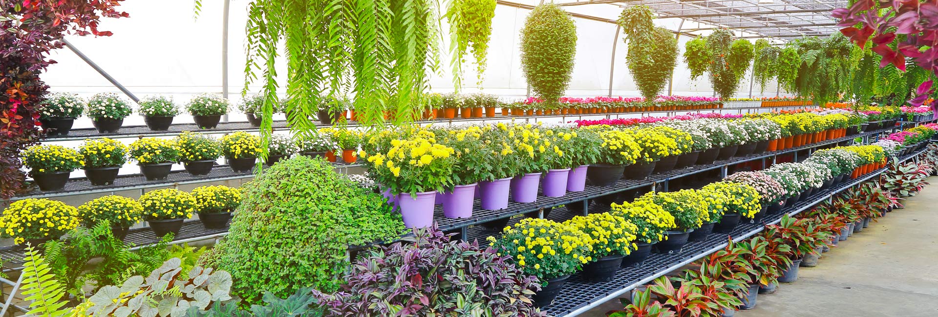 Plants in a Nursery